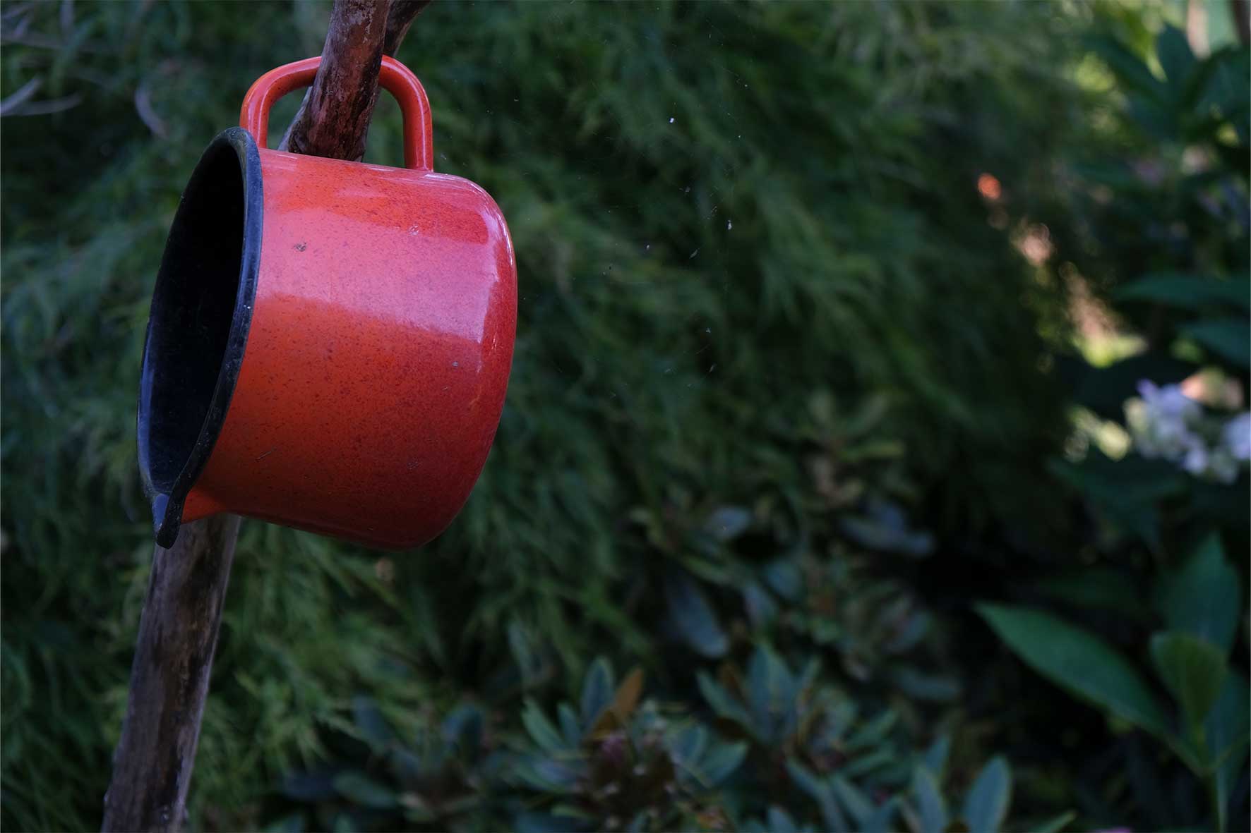 Eine Kanne in der Natur