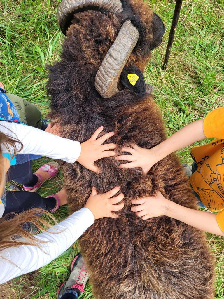 Schaf Zwei kinder streicheln ein Schaf